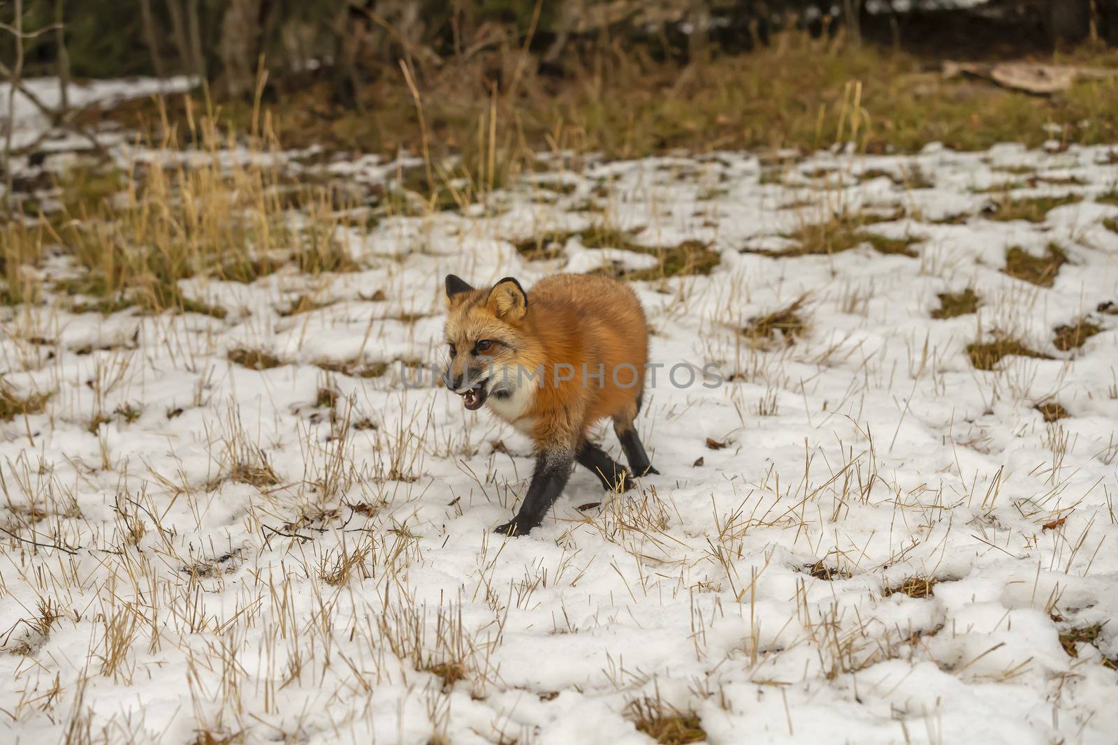 A Red Fox hunting for pray in a snowy environment