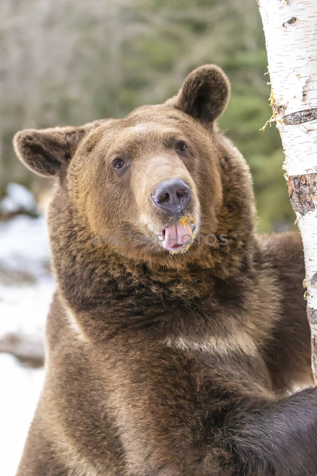 A Grizzly Bear enjoys the winter weather in Montana