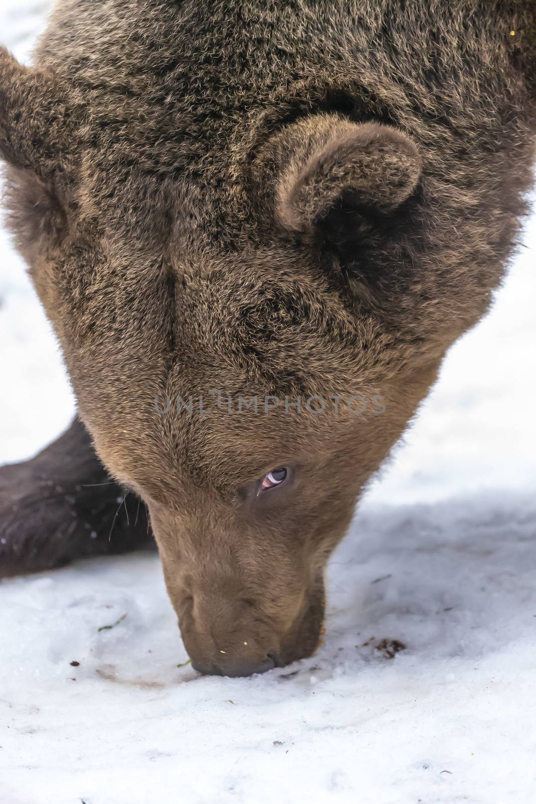 A Grizzly Bear enjoys the winter weather in Montana