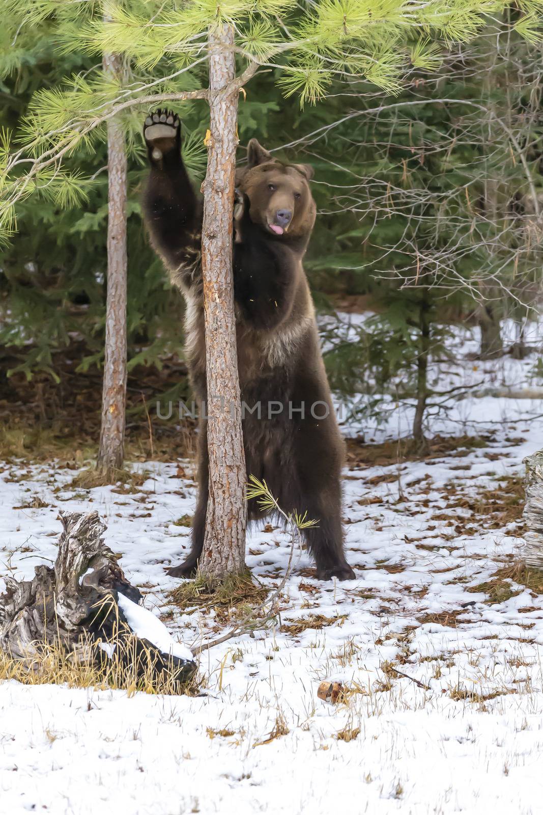 A Grizzly Bear enjoys the winter weather in Montana