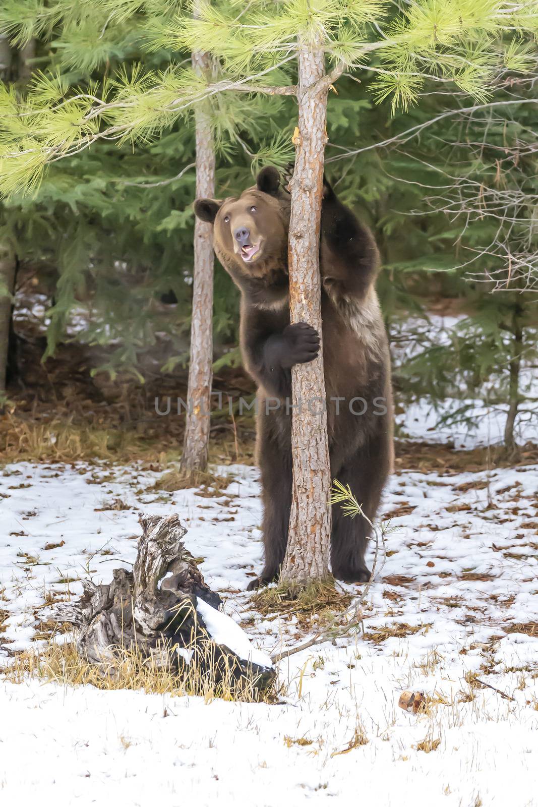 A Grizzly Bear enjoys the winter weather in Montana