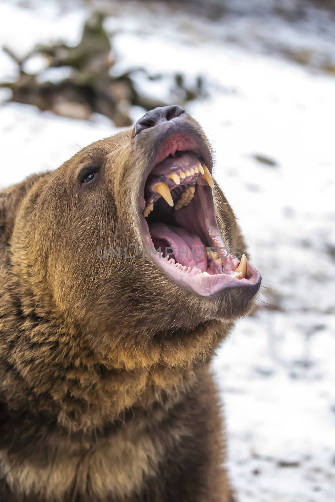 A Grizzly Bear enjoys the winter weather in Montana