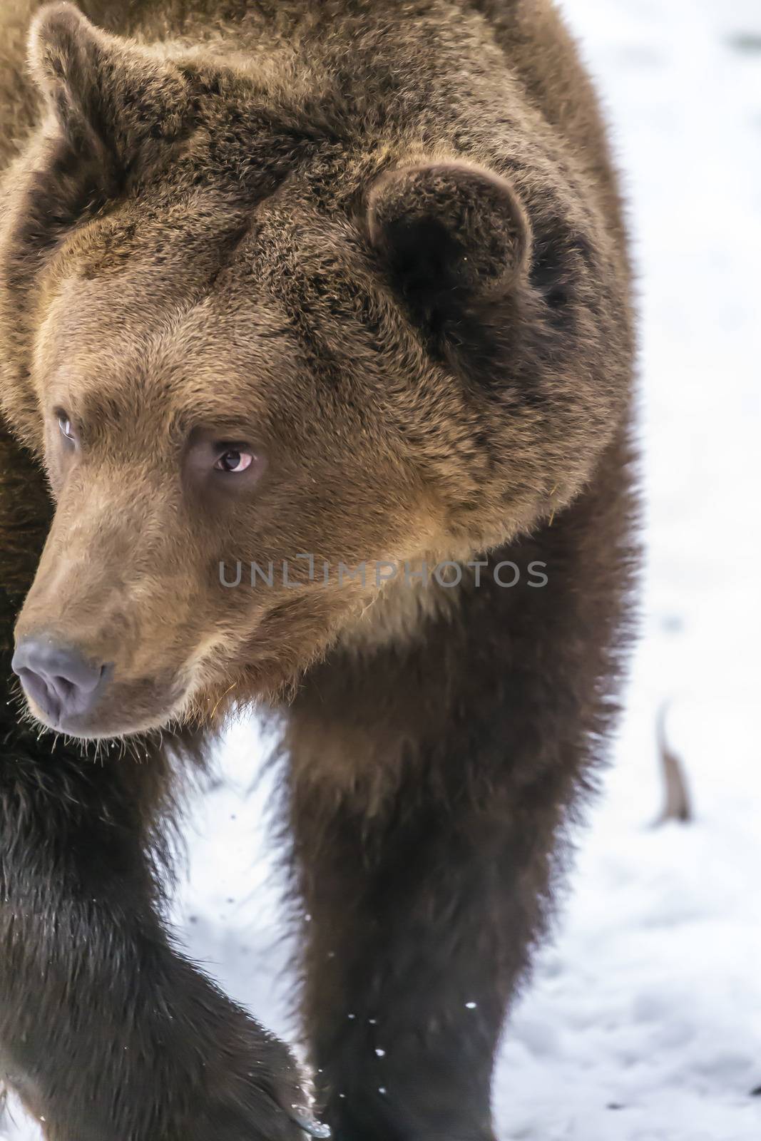 A Grizzly Bear enjoys the winter weather in Montana