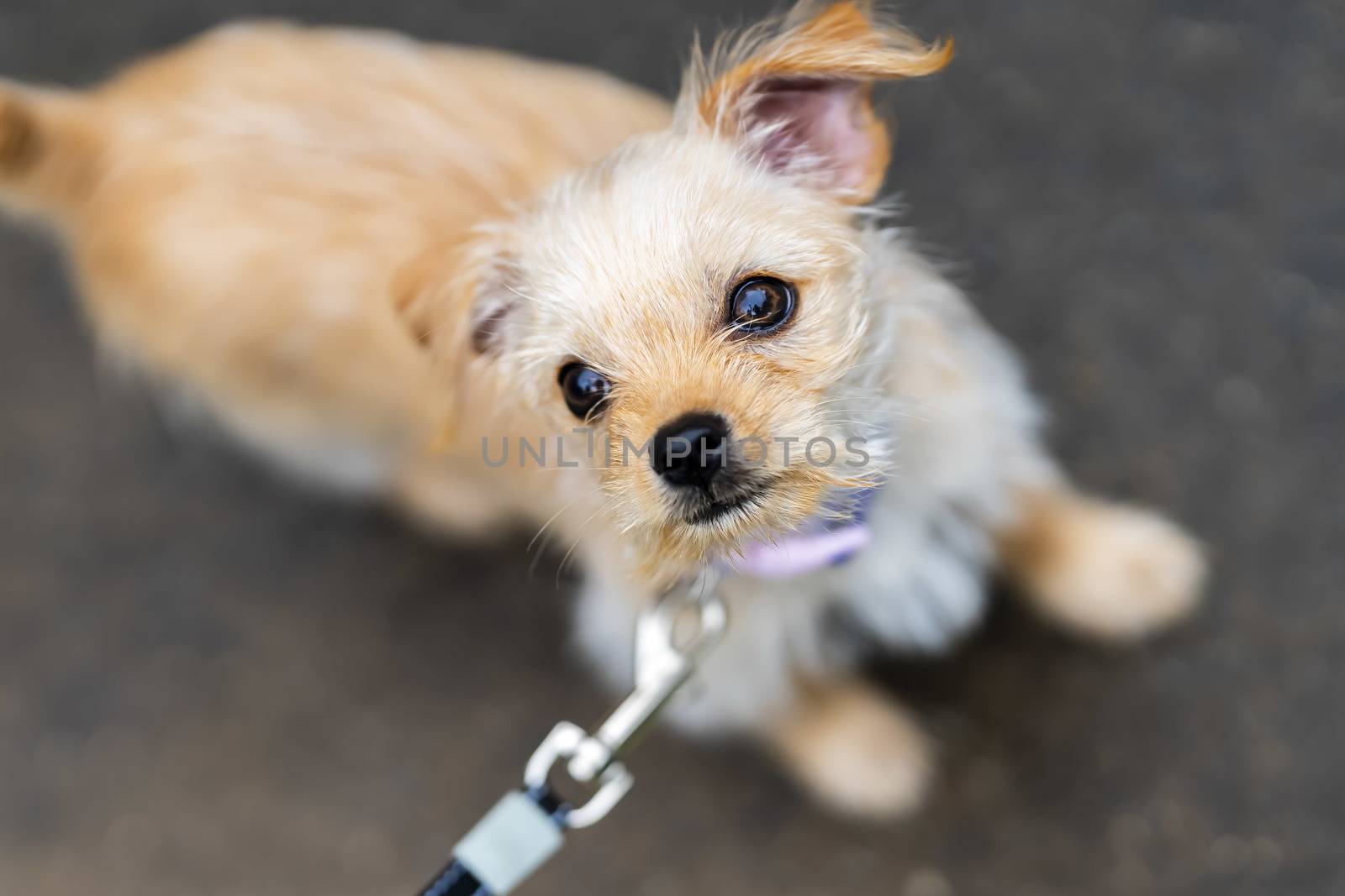 A Gorgeous Young Puppy Enjoys His Surroundings In A Home Environment by actionsports