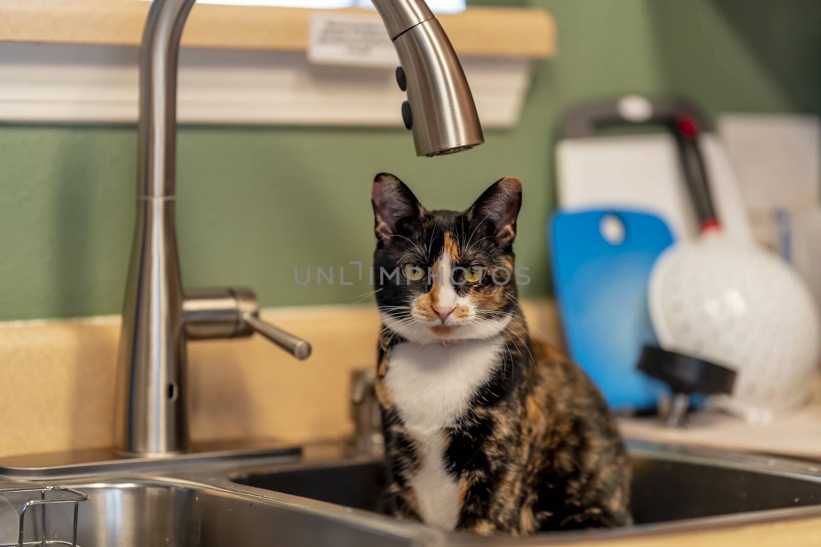 A beautiful family house cat pauses for a portrait while sitting in a sick in a home environment