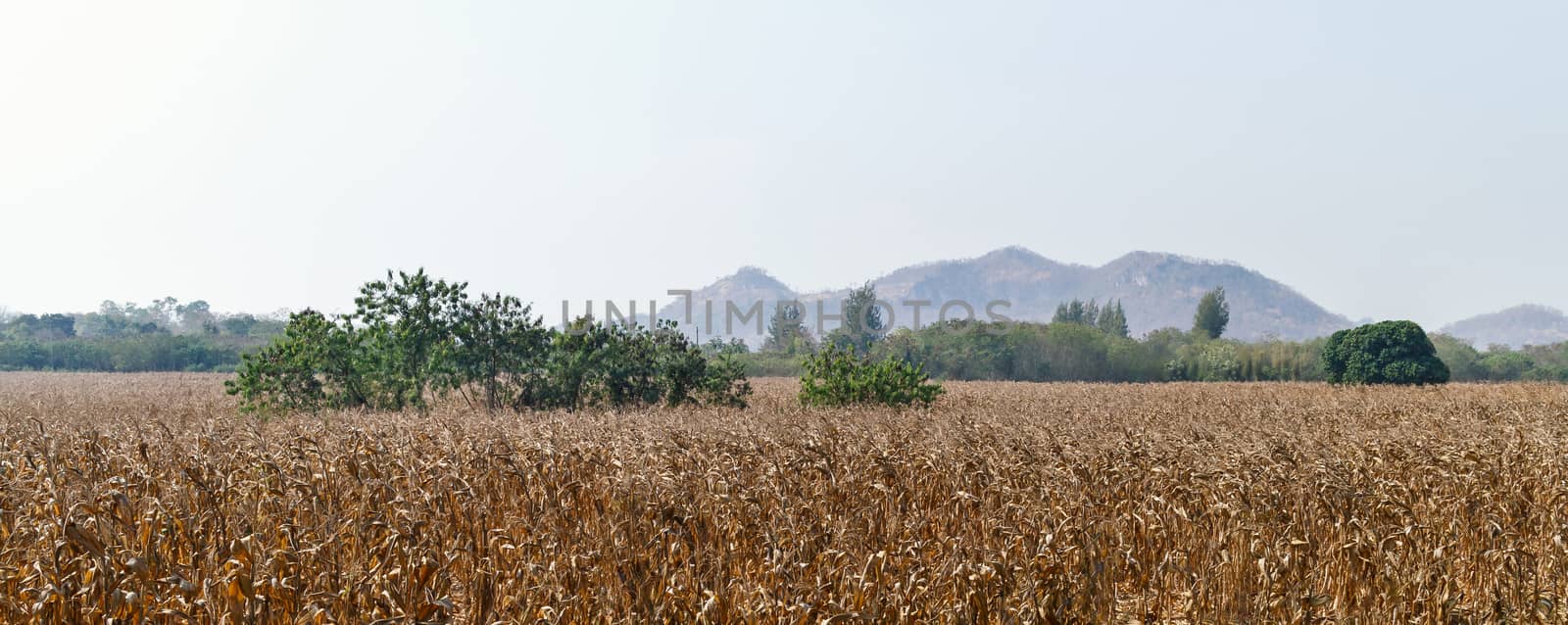 dry field in countryside with background of mountain, abundant corn farm after harvest