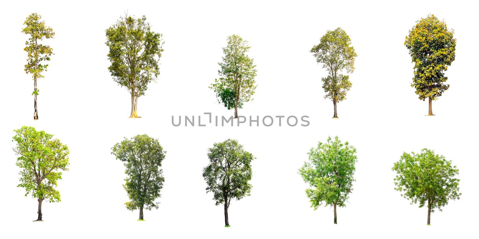 Collection of trees isolated by wattanaphob