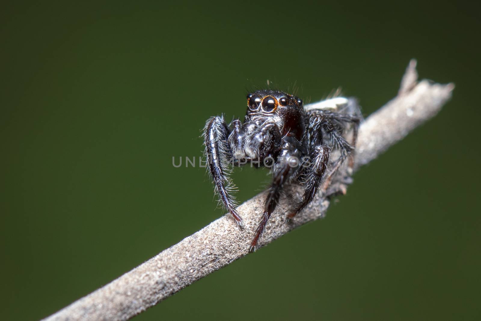 Image of jumping spiders (Salticidae) on a branch on a natural b by yod67