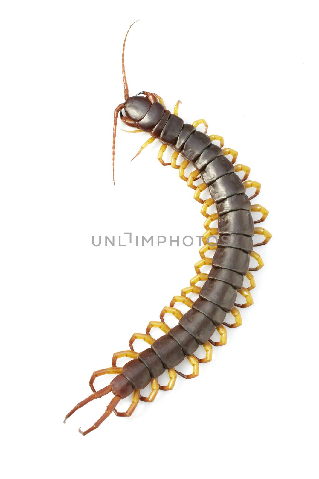 Image of centipedes or chilopoda isolated on white background. A by yod67