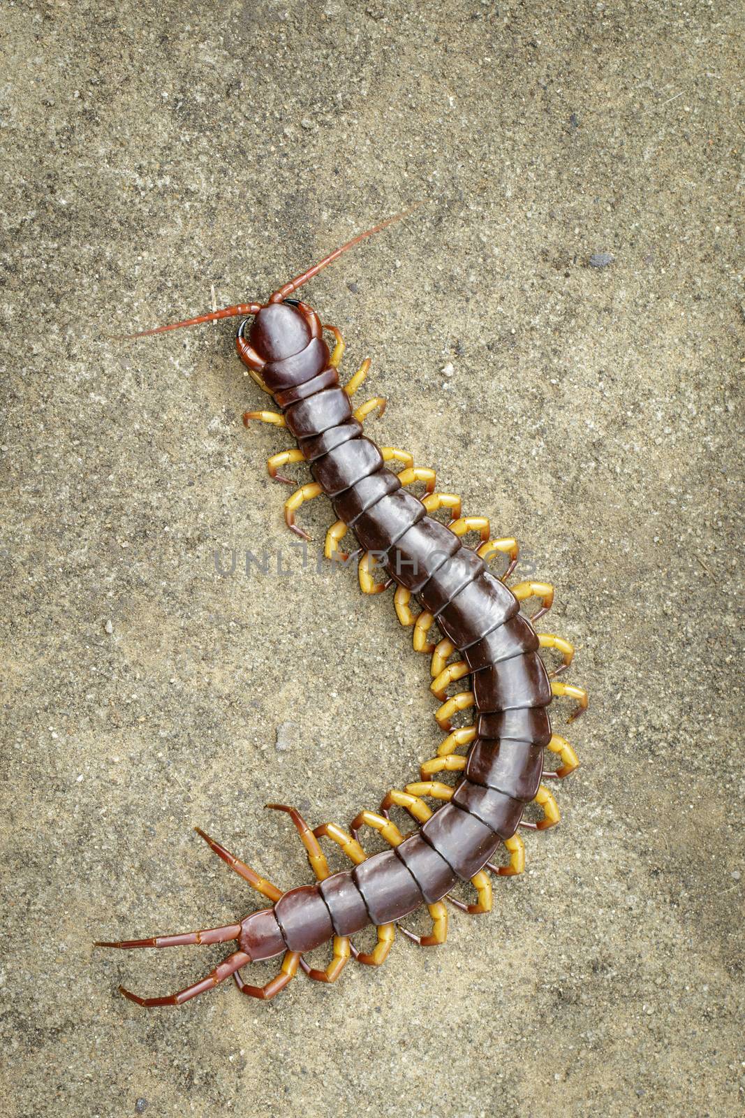 Image of centipedes or chilopoda on the ground. Animal. poisonou by yod67