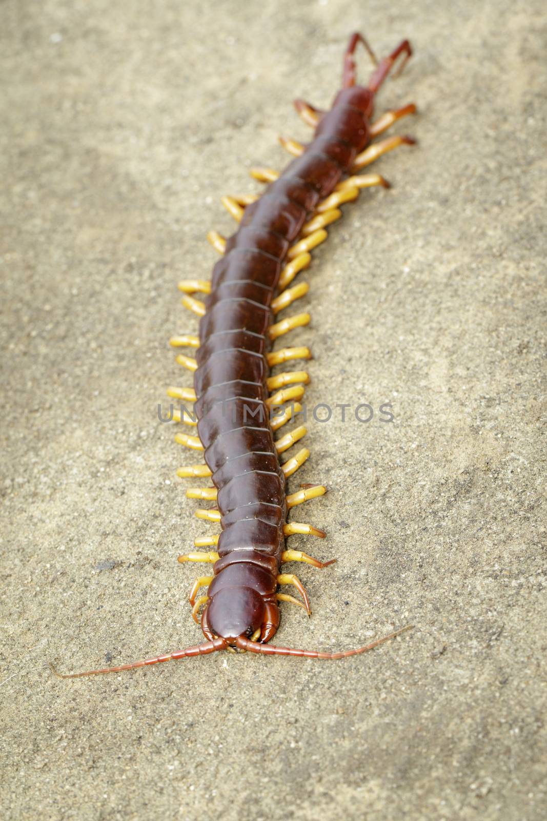 Image of centipedes or chilopoda on the ground. Animal. poisonou by yod67
