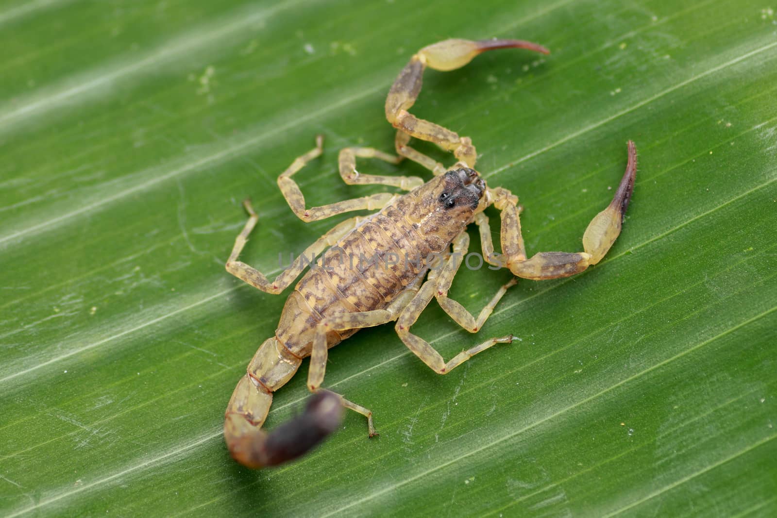 Top view venomous scorpion Lychas mucronatus in nature. Swimming Scorpion, Chinese swimming scorpion or Ornate Bark Scorpion on a leaf in a tropical jungle.