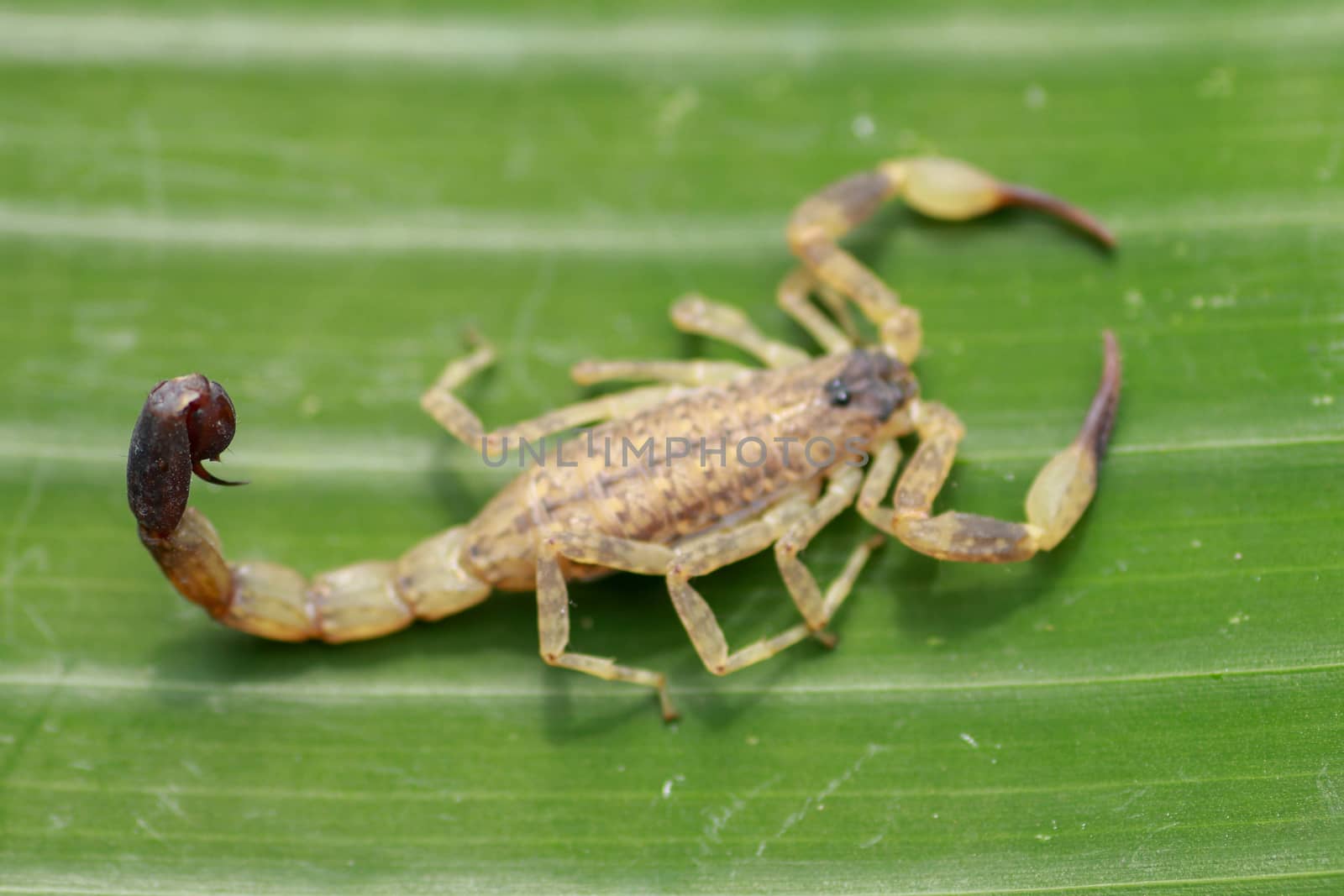 Top view of Deathstalker on green leaf in nature. Leiurus quinquestriatus is a species of scorpion, a member of the Buthidae family. It is also known as the Israeli yellow scorpion Omdurman scorpion.