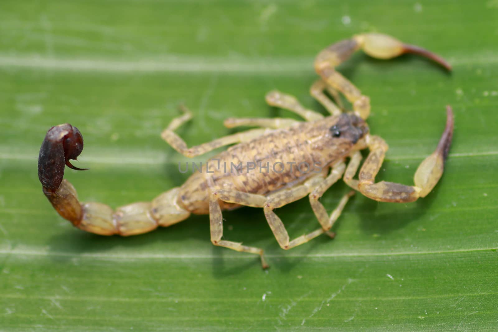 Top view of Deathstalker on green leaf in nature. Leiurus quinquestriatus is a species of scorpion, a member of the Buthidae family. It is also known as the Israeli yellow scorpion Omdurman scorpion.