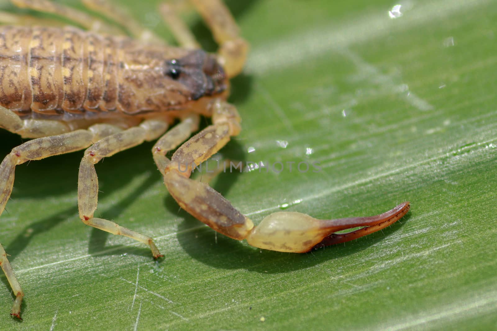 A scorpion pincer pedipalp up close. Leiurus hebraeus, the Hebrew deathstalker or Israeli yellow scorpion.