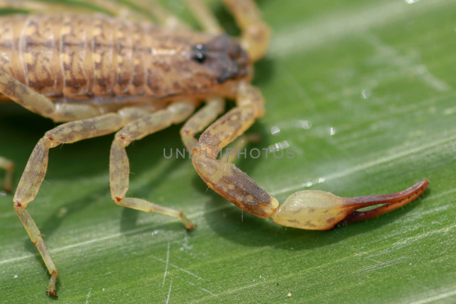 A scorpion pincer pedipalp up close. Leiurus hebraeus, the Hebrew deathstalker or Israeli yellow scorpion by Sanatana2008
