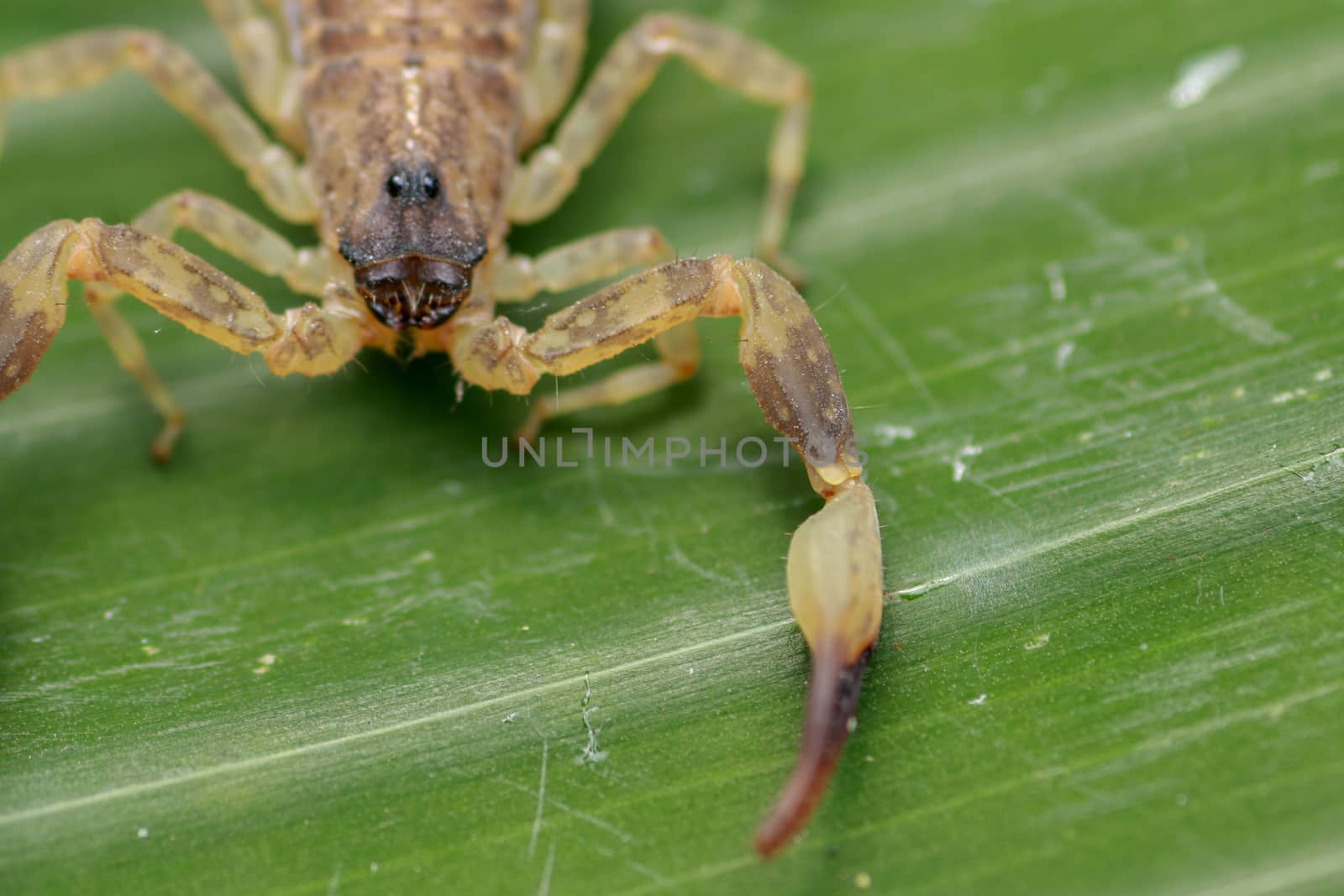 A scorpion pincer pedipalp up close. Leiurus hebraeus, the Hebrew deathstalker or Israeli yellow scorpion.