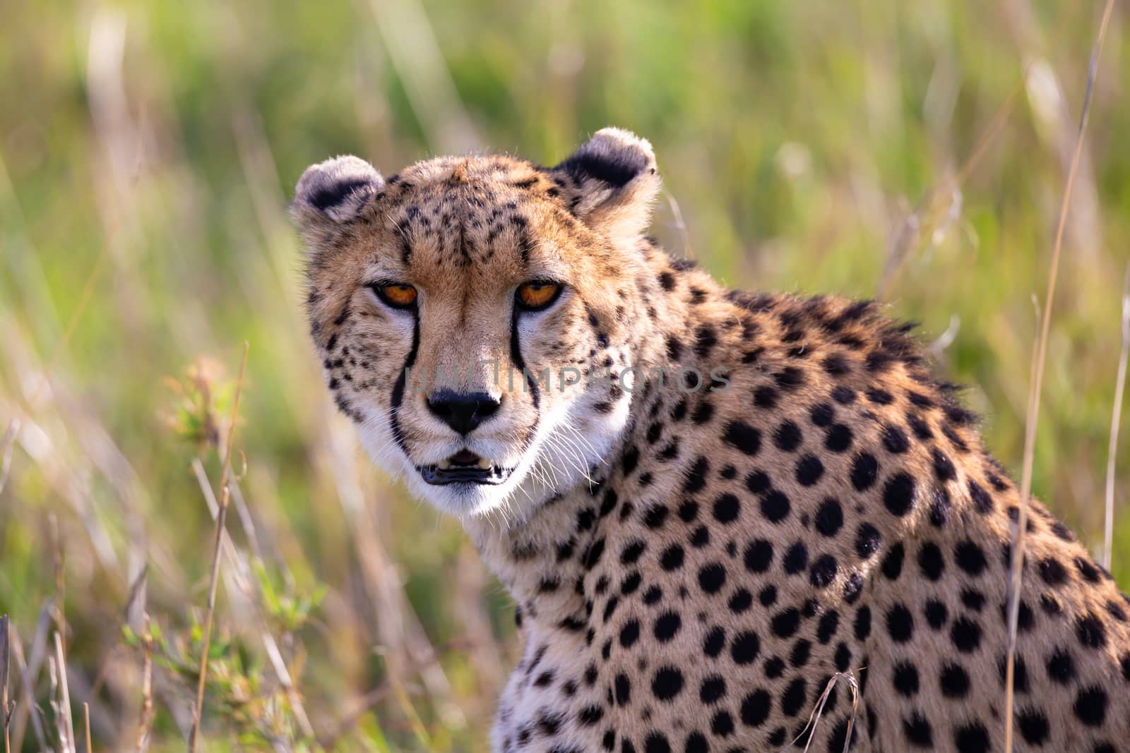 Close up of one cheetah between the grass