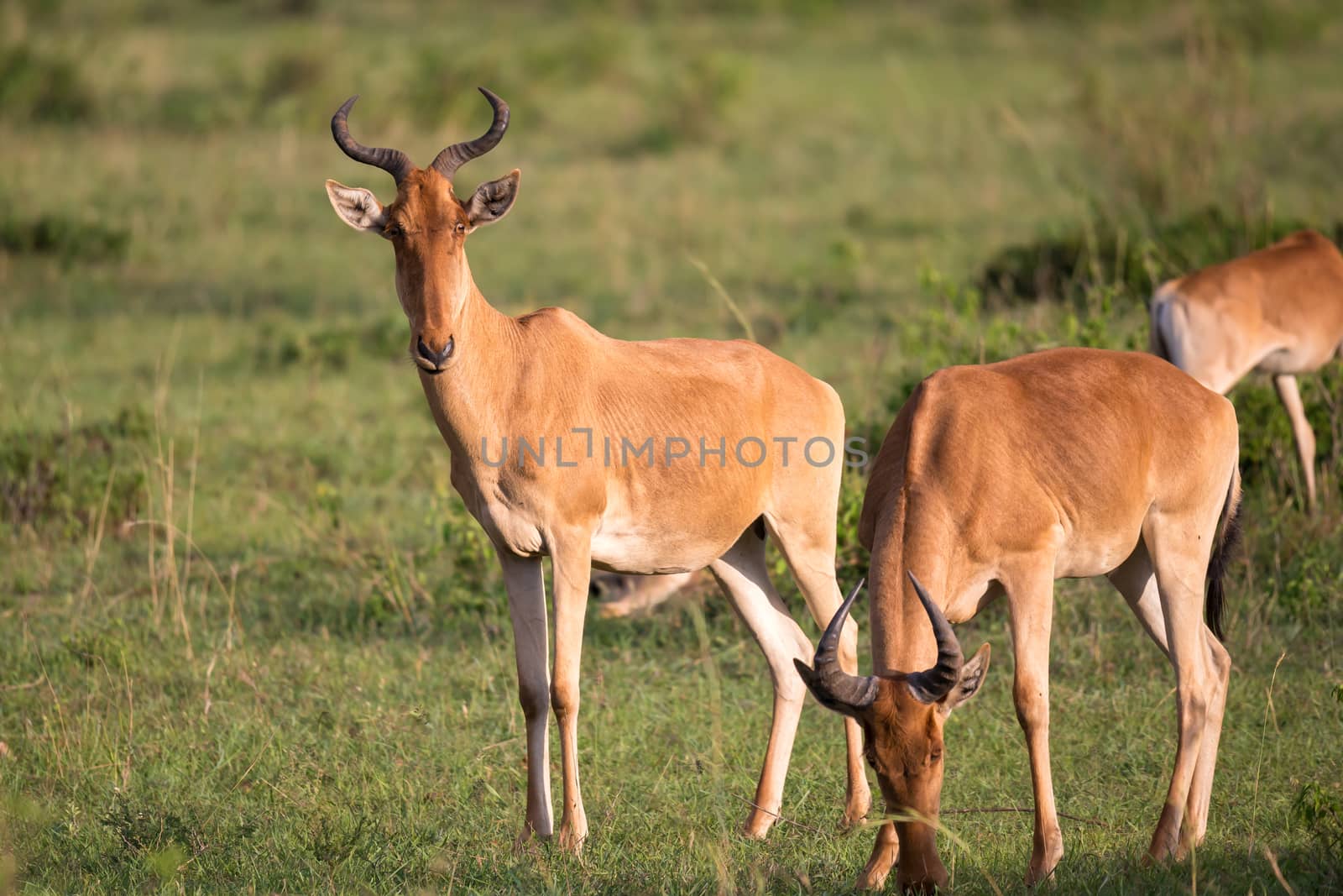 The antelopes in the grass landscape of Kenya