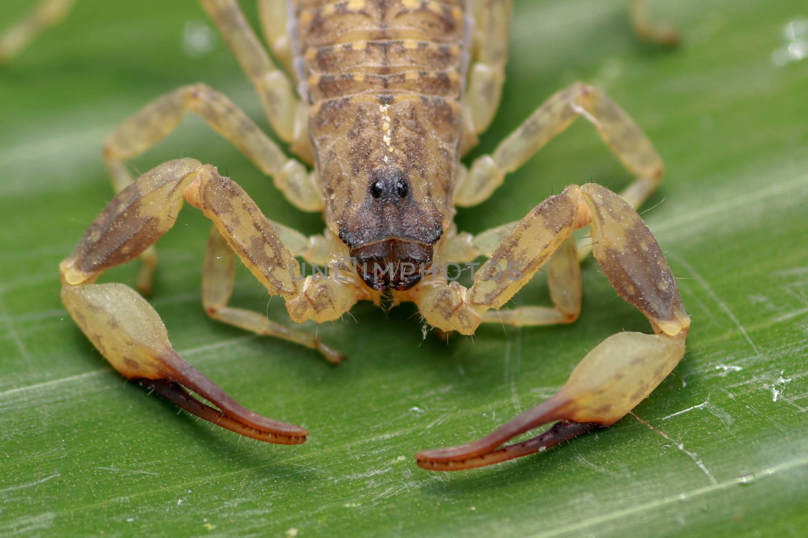 Close up macro yellow or brown Scorpion on green leaf. Small animal is poisonous reptile in the tail for sting to hunt prey or self protection can be see in the tropic.