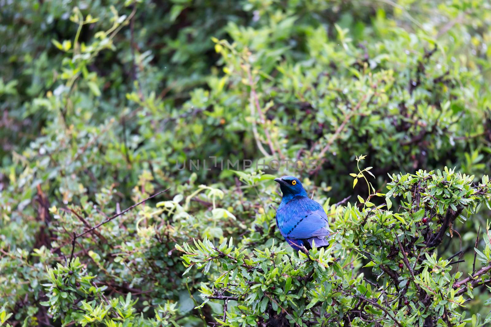 A local Kenyan birds in colorful colors sit on the branches of a tree