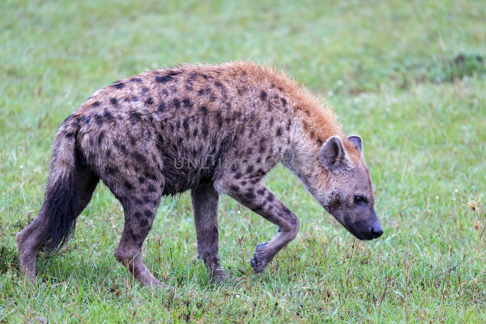 One hyena walks in the savanna in search of food