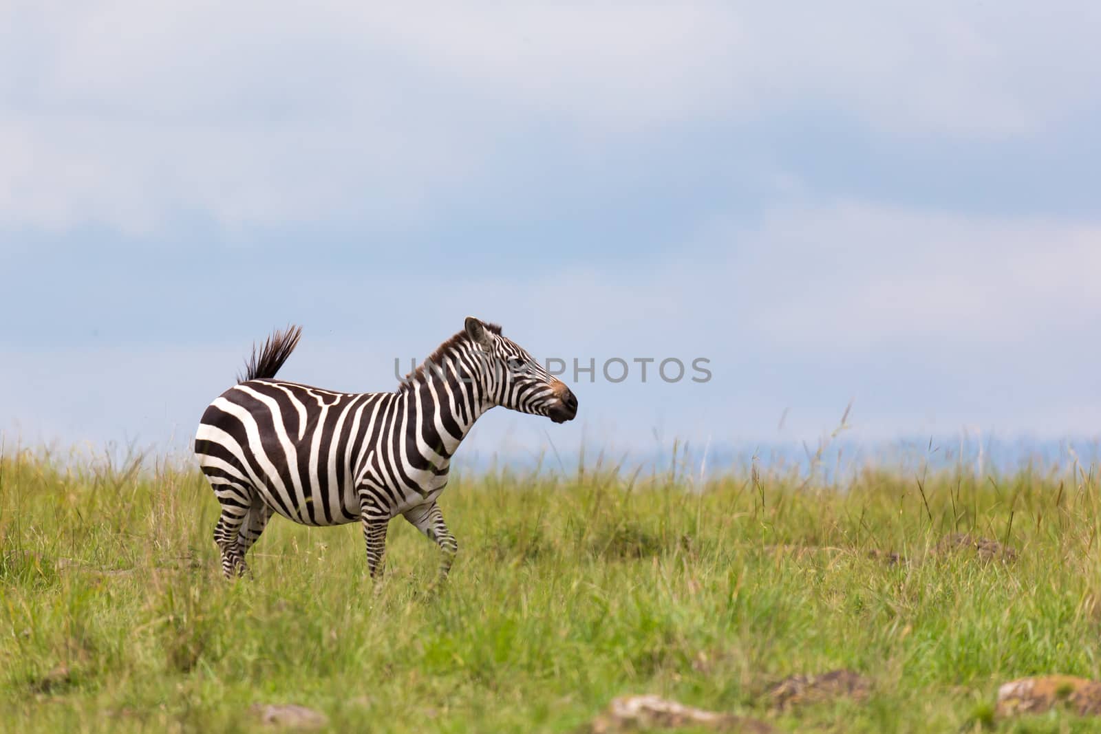 One zebra is browsing on a meadow in the grass landscape