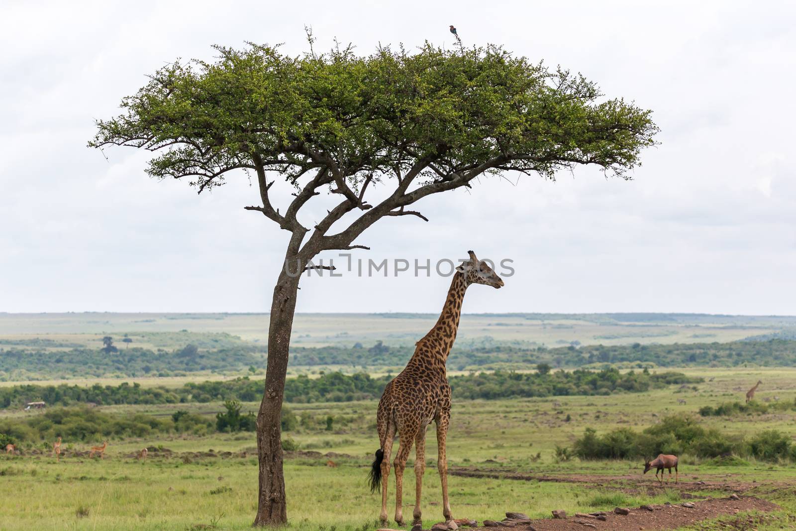 One Maasai giraffe stands under a tree