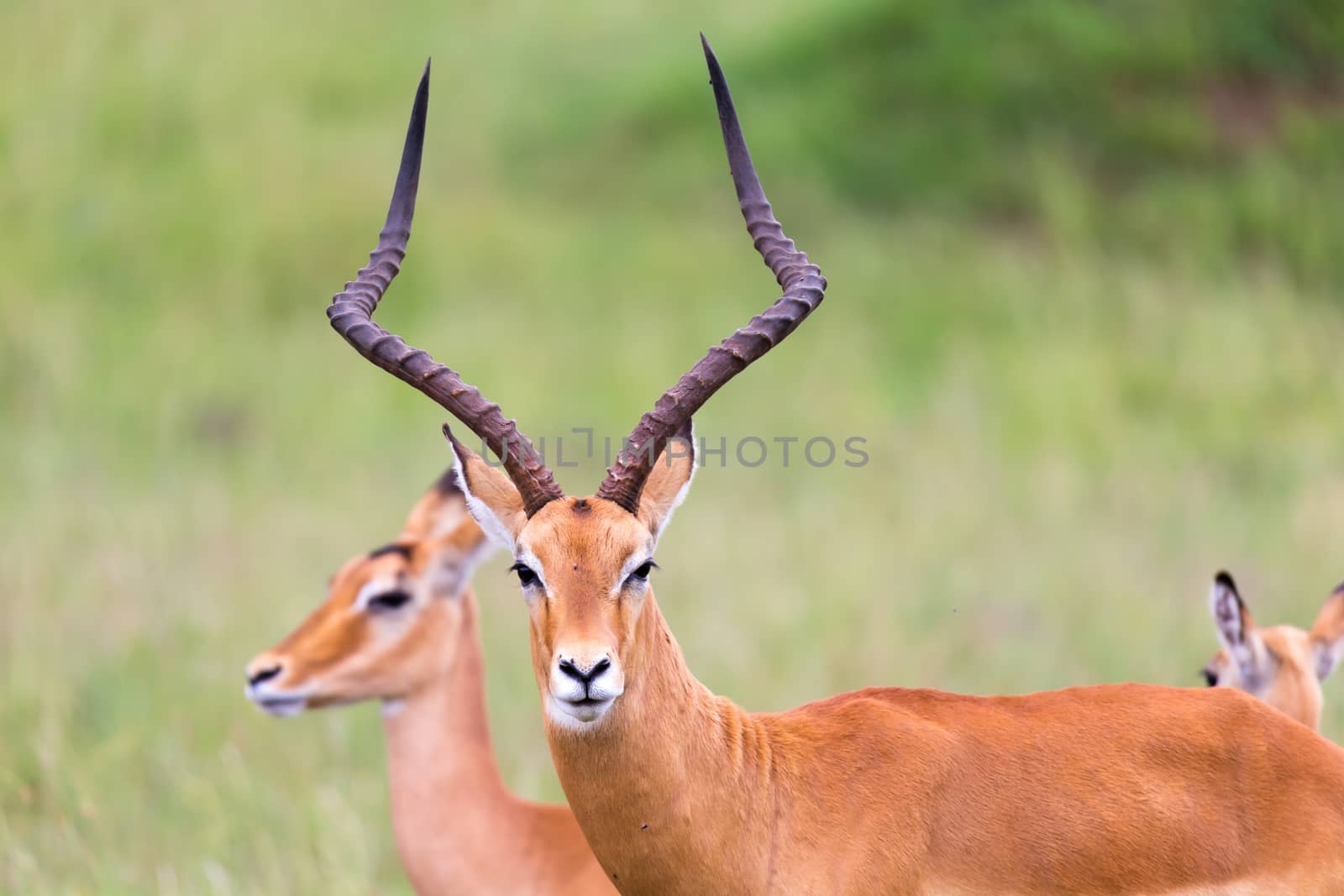 Lot of Impala antelopes in the grass landscape of the Kenyan savanna