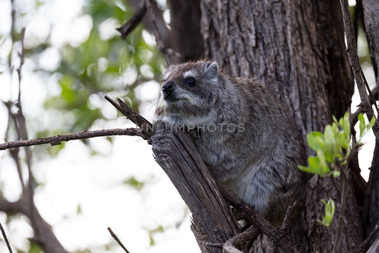 The rock badger sits on the branch of a tree