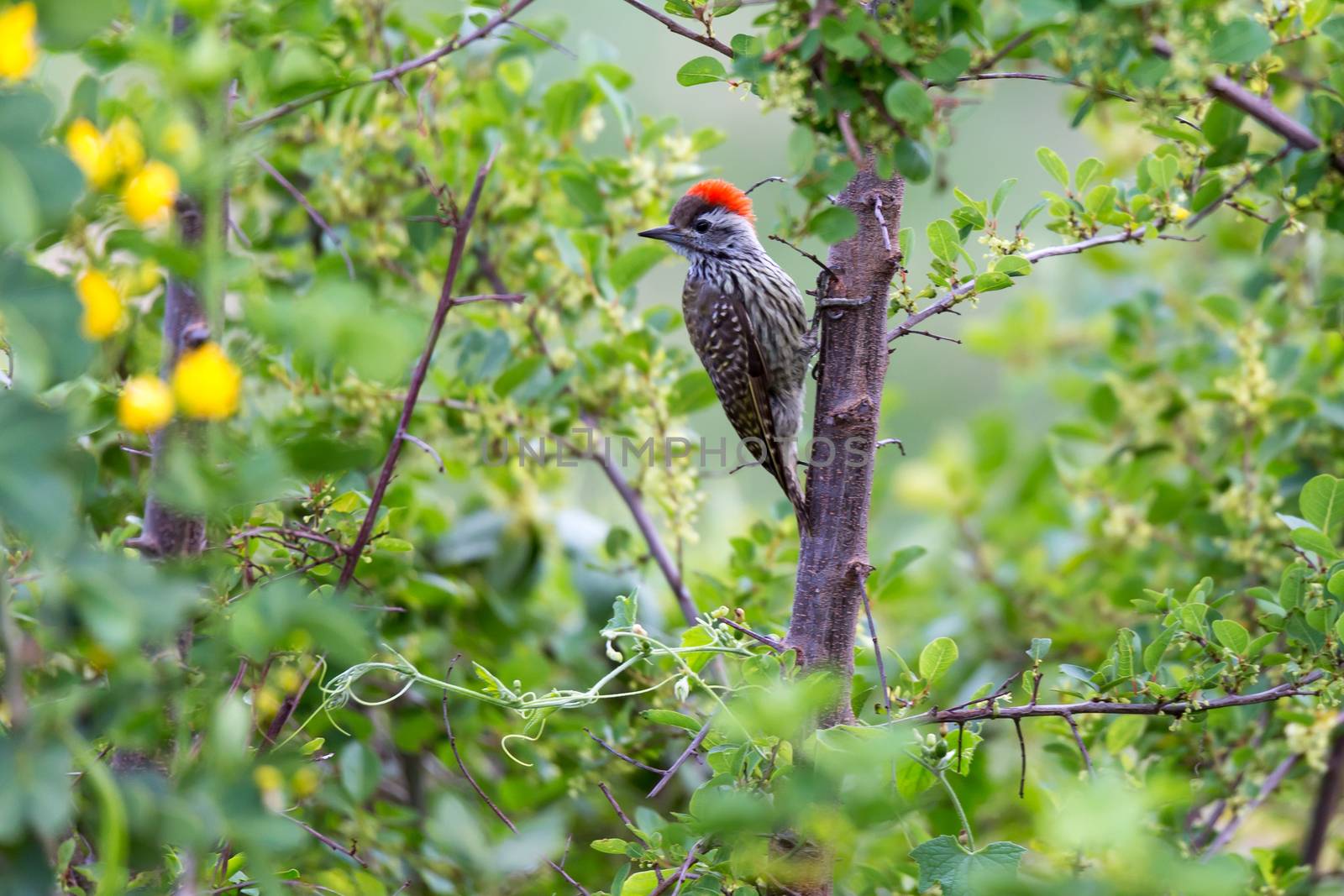 A local Kenyan birds in colorful colors sit on the branches of a tree