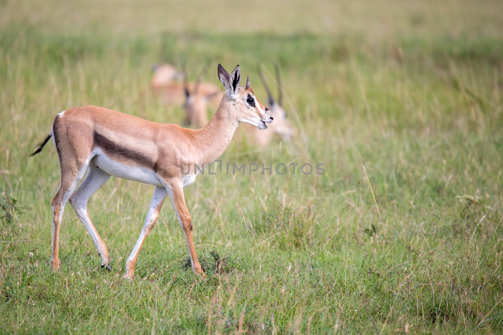 A Thomson Gazelle in the Kenyan savannah amidst a grassy landscape