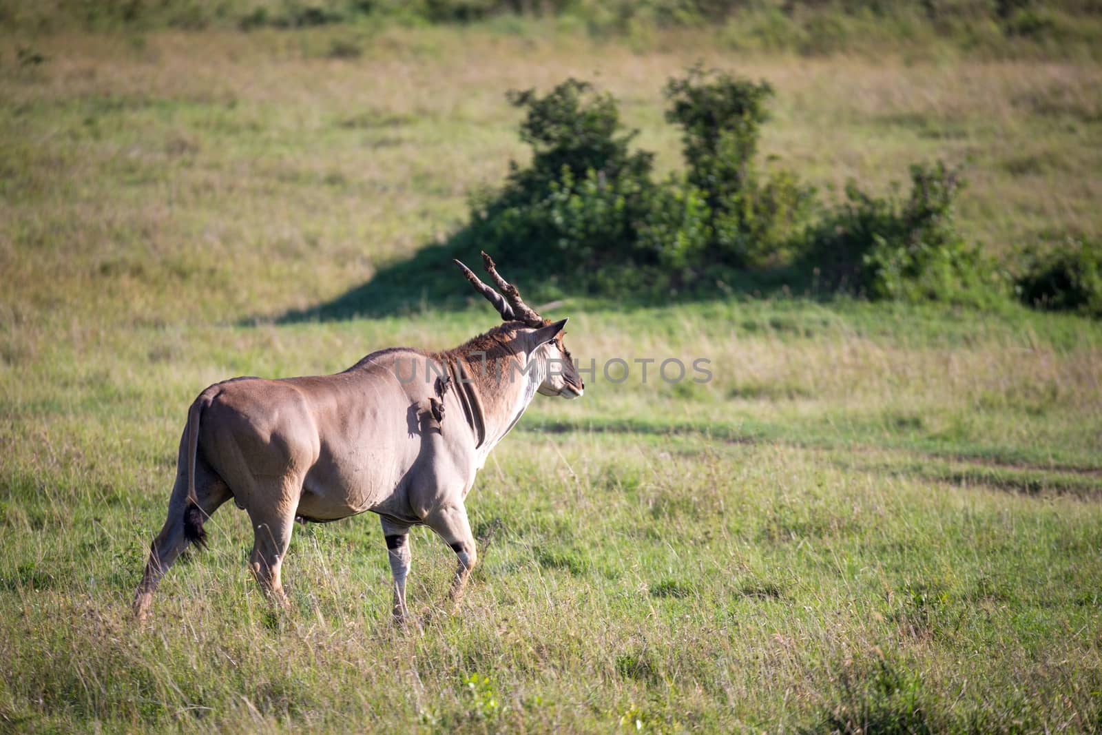 The Eland, the largest antelope, in a meadow in the Kenyan savanna