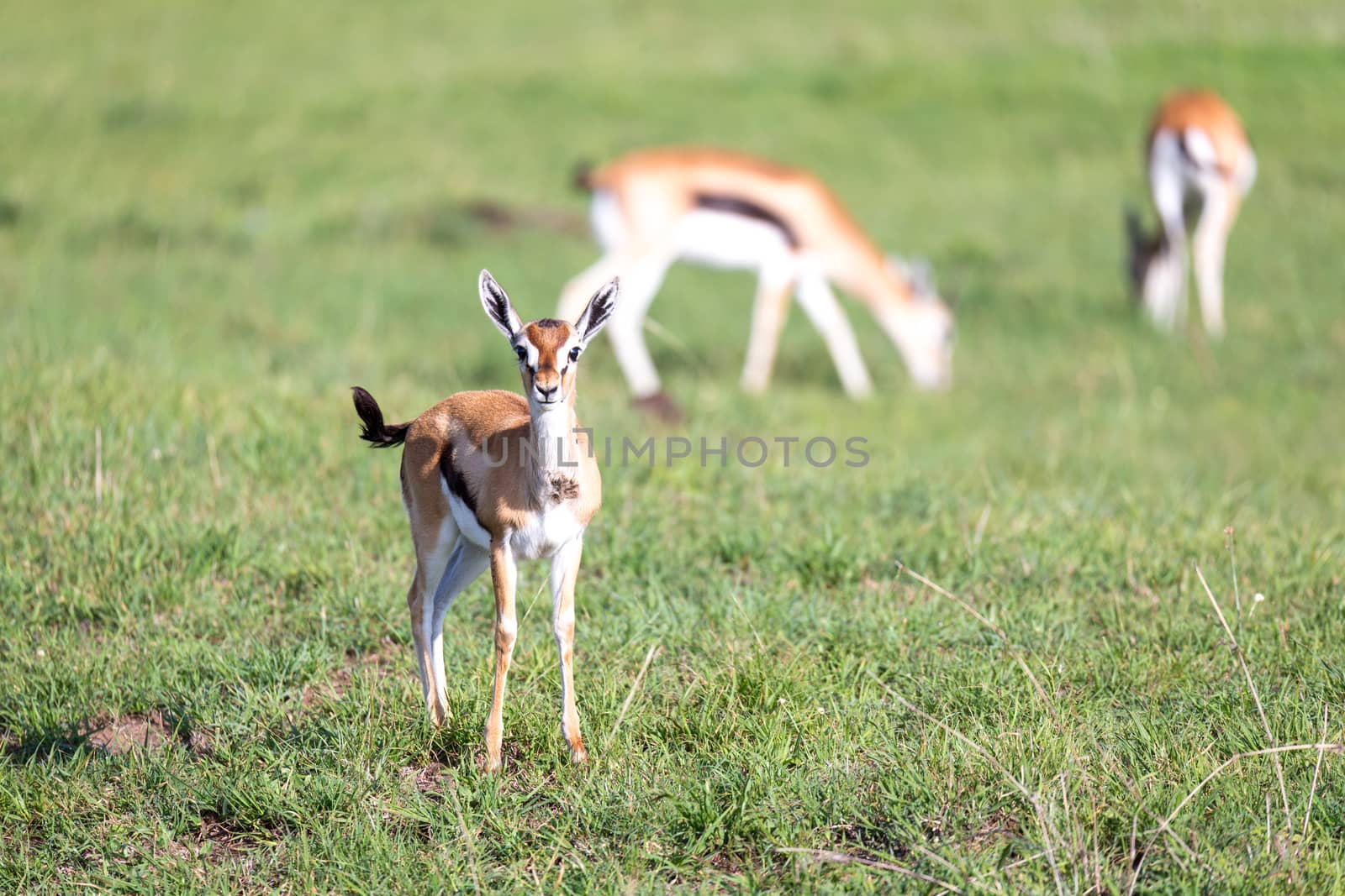 The Thomson gazelles in the middle of a grassy landscape in the Kenyan savanna