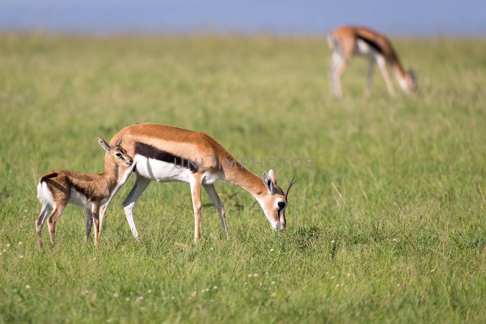 The Thomson gazelles in the middle of a grassy landscape in the Kenyan savanna