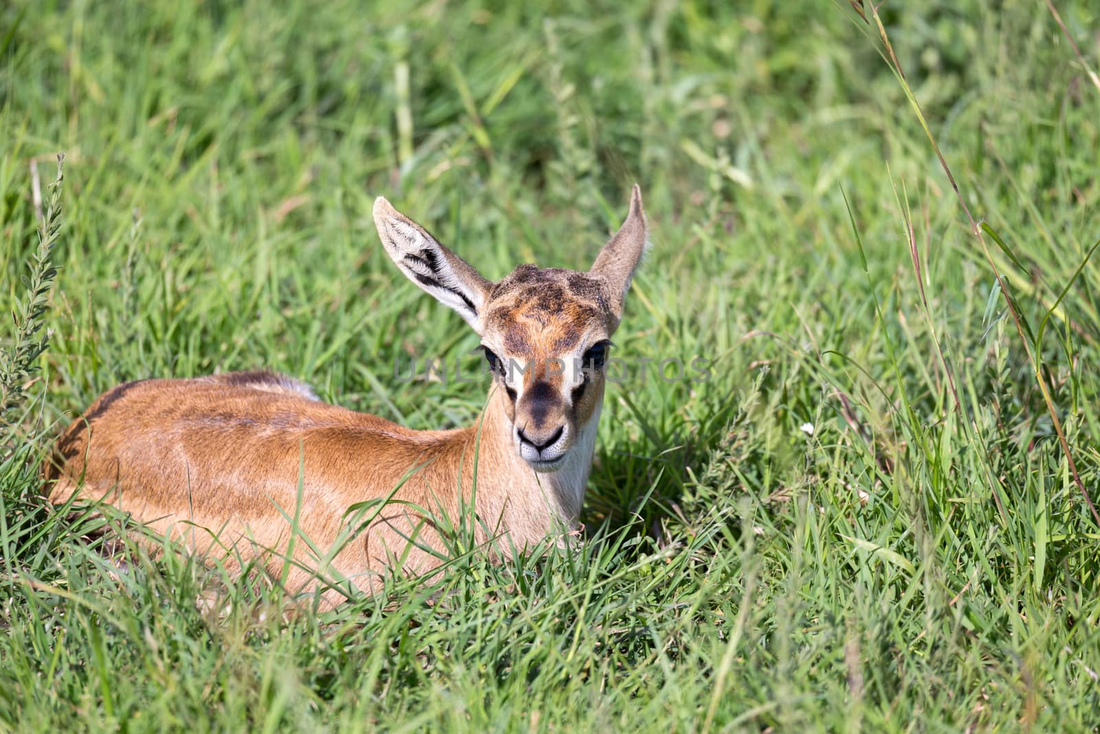 One newborn Thomson Gazelle lies in the grass