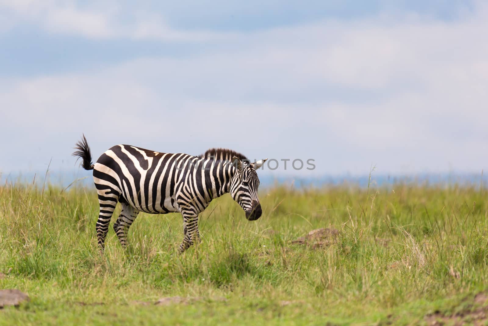 One zebra is browsing on a meadow in the grass landscape