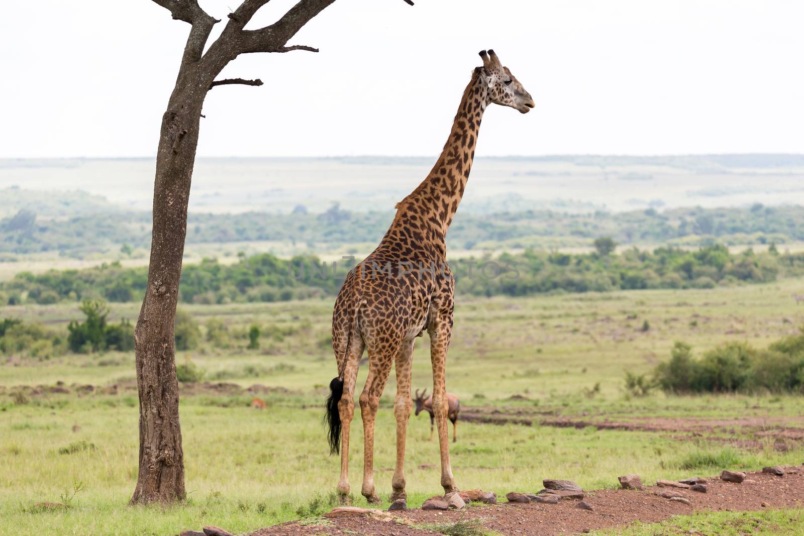 One Maasai giraffe stands under a tree