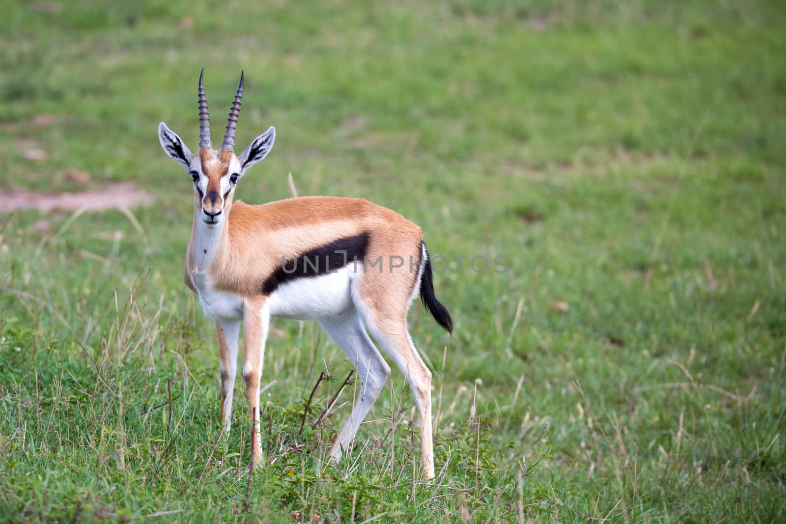 A Thomson Gazelle in the Kenyan savannah amidst a grassy landscape