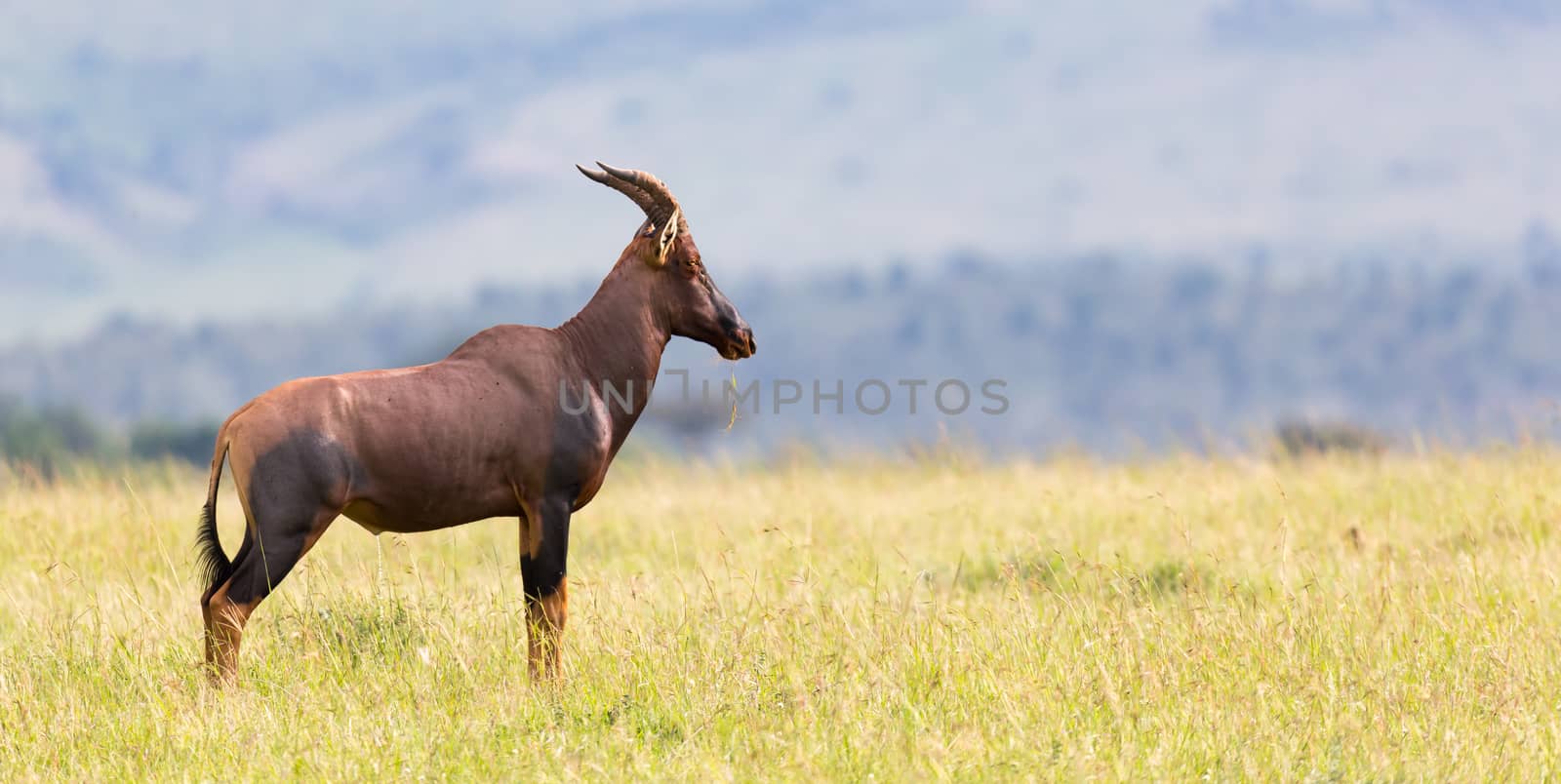 A Topi Gazelle in the Kenyan savanna amidst a grassy landscape