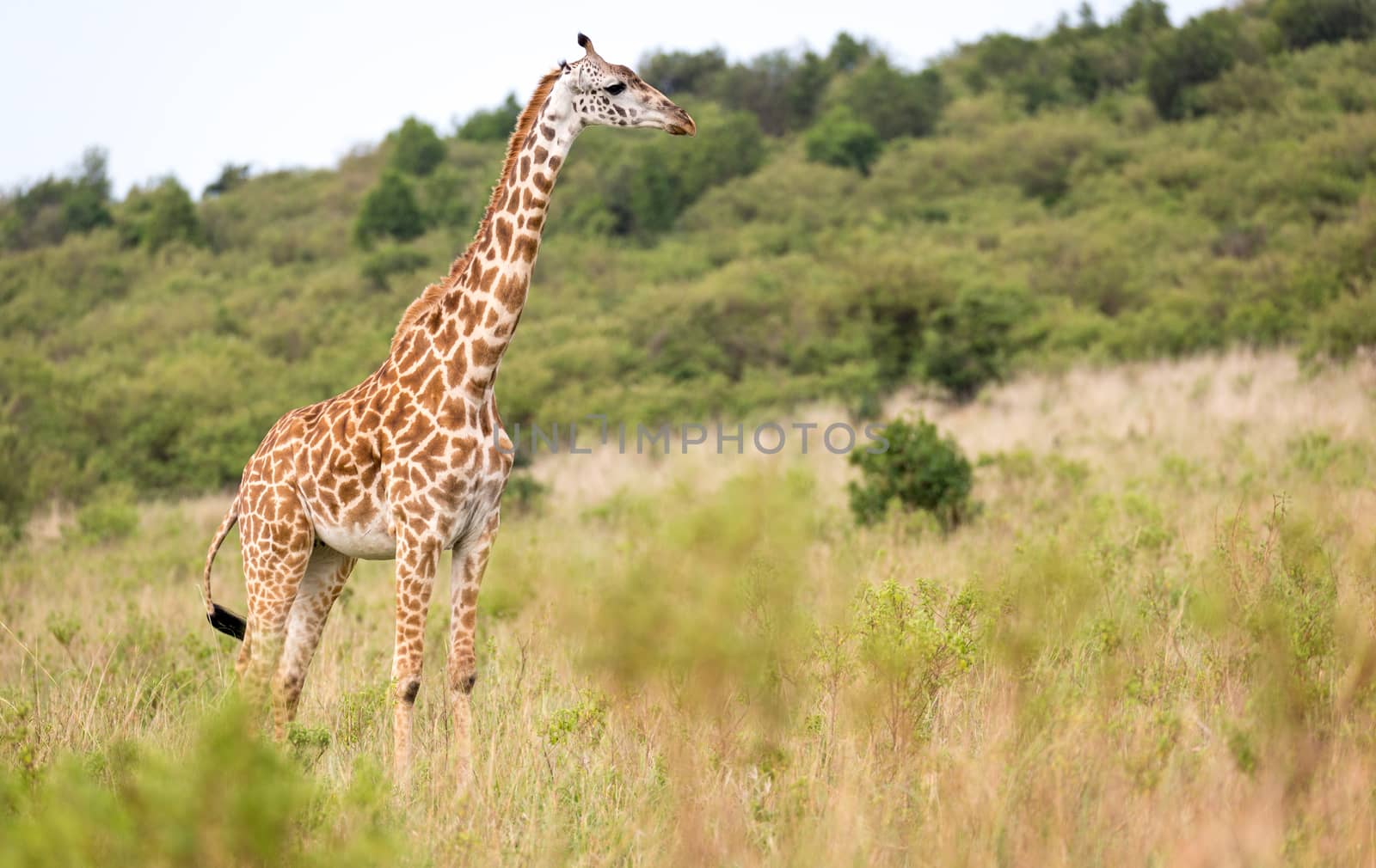 A Masai giraffe in the Kenyan savanna on a meadow