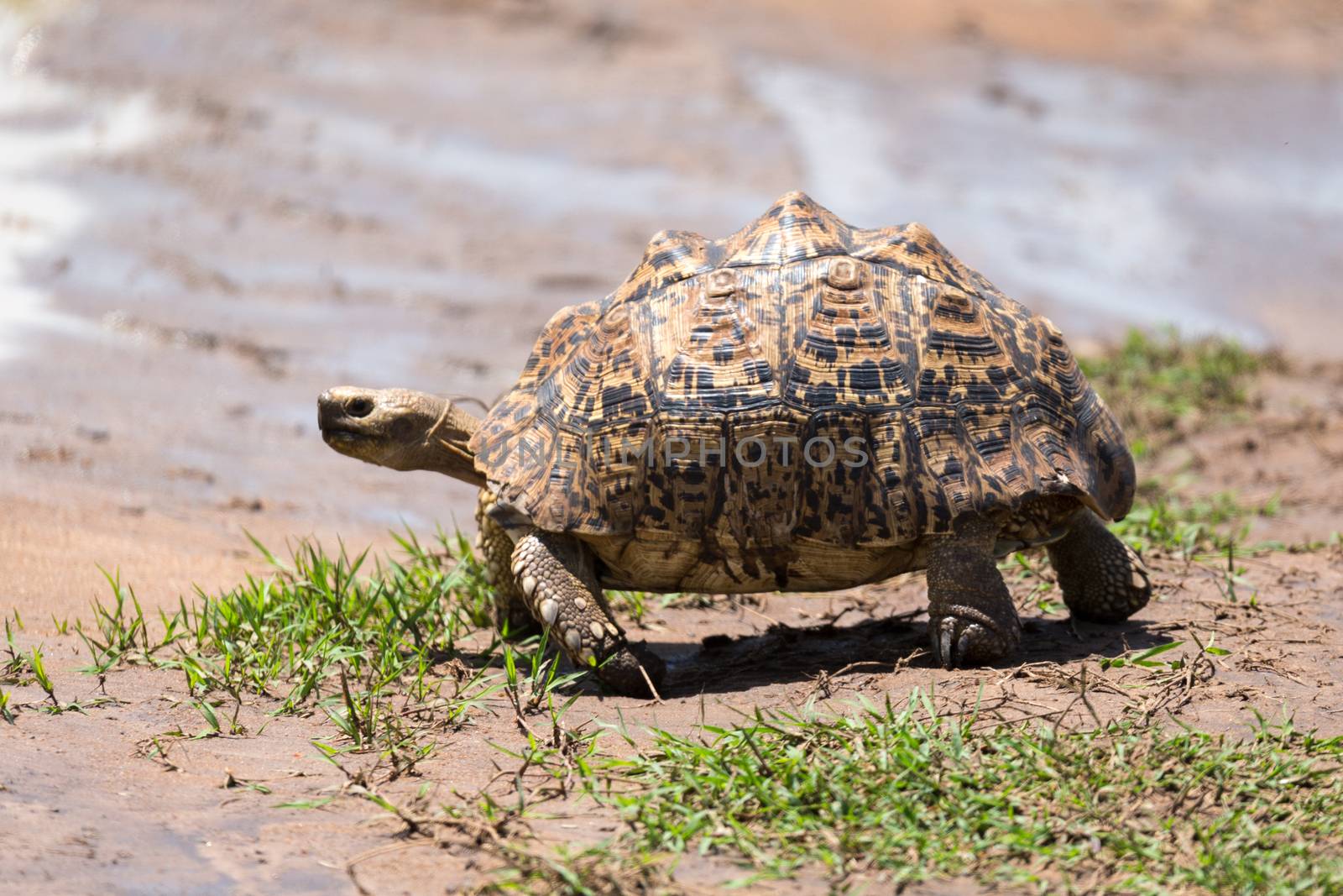 One little turtle is walking on the street