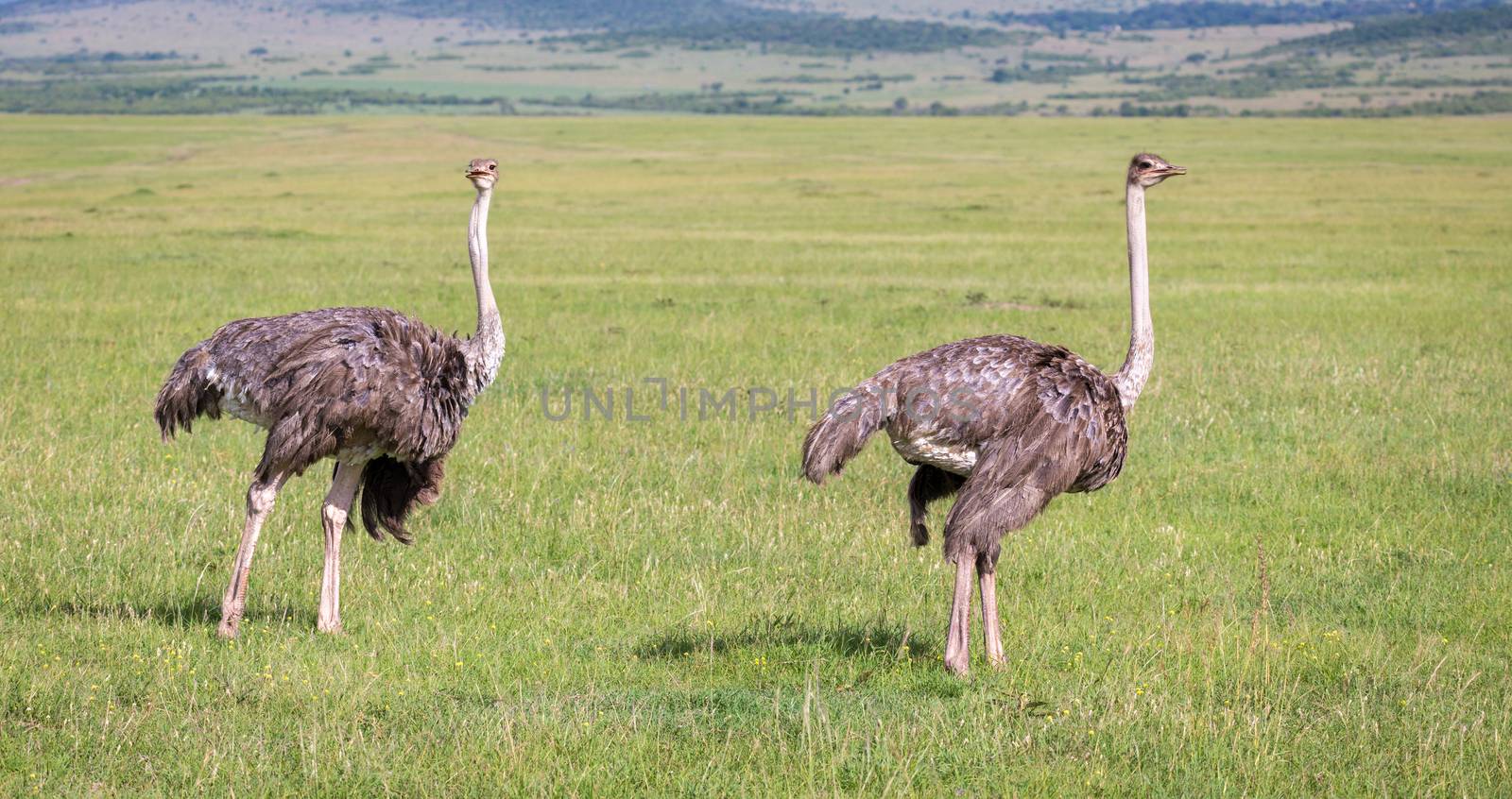 The Ostrich birds are grazing on the meadow in the countryside of Kenya