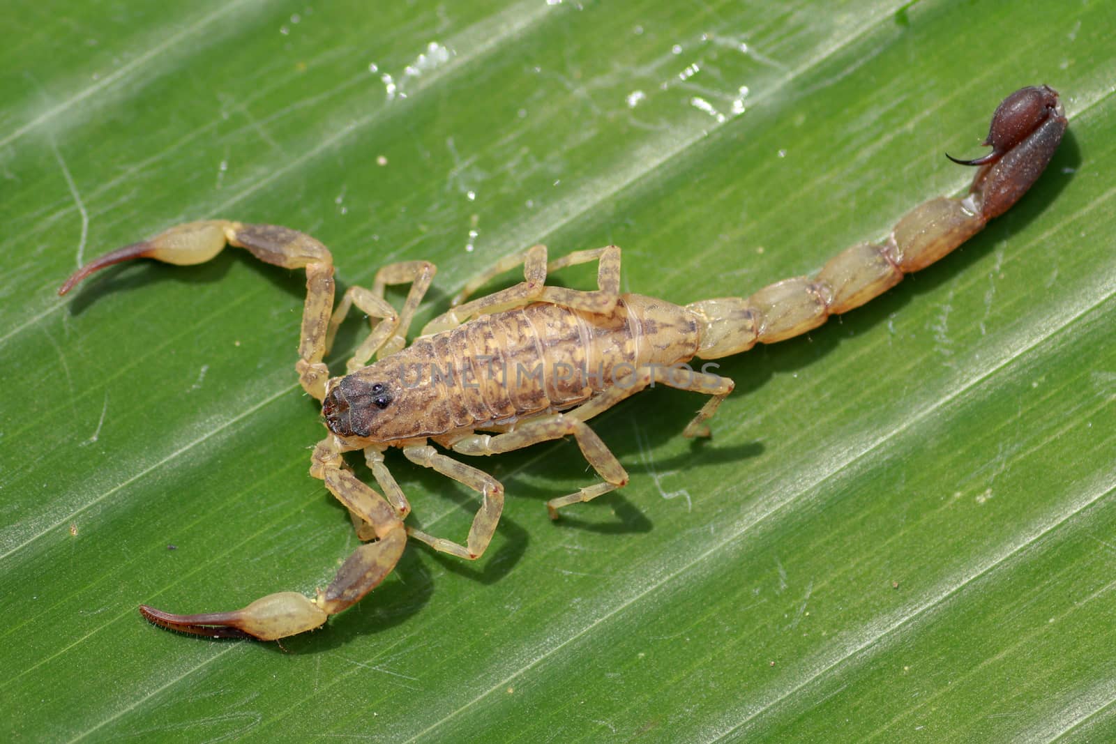 Top view Leiurus hebraeus, the Hebrew deathstalker or Israeli yellow scorpion. A deadly scorpion that can kill a human by Sanatana2008