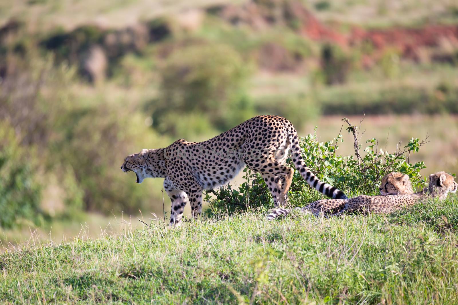 The cheetah mother with two children in the Kenyan savannah