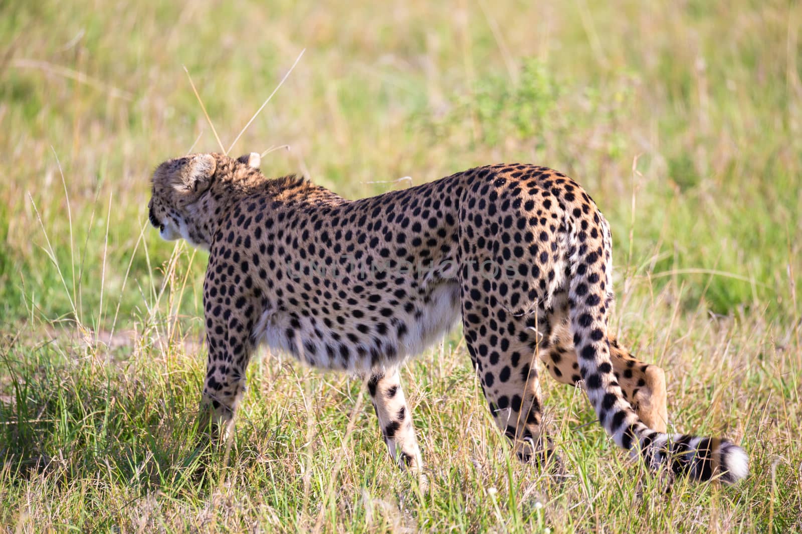 A cheetah walks between grass and bushes in the savannah of Kenya