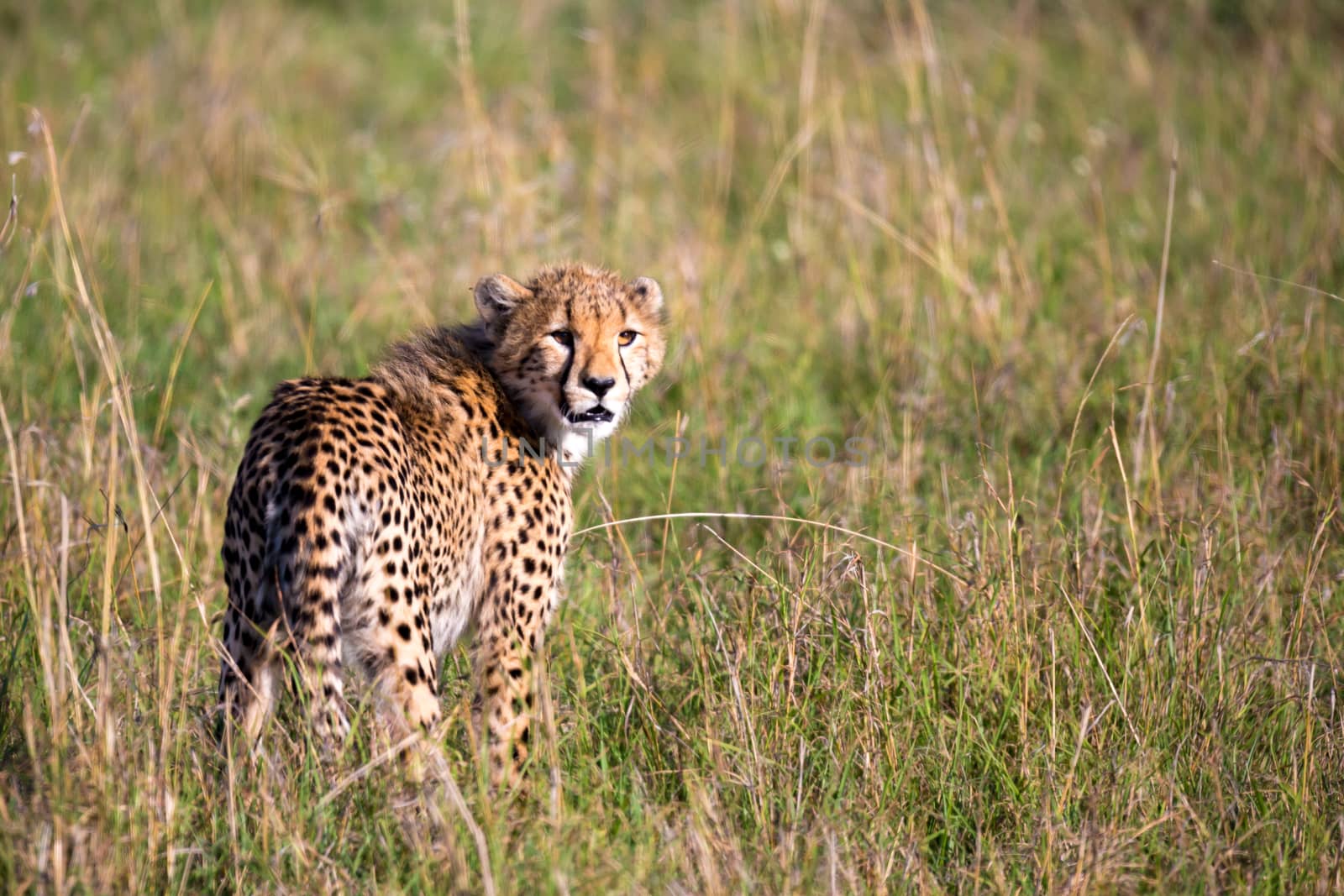 A cheetah walks between grass and bushes in the savannah of Kenya