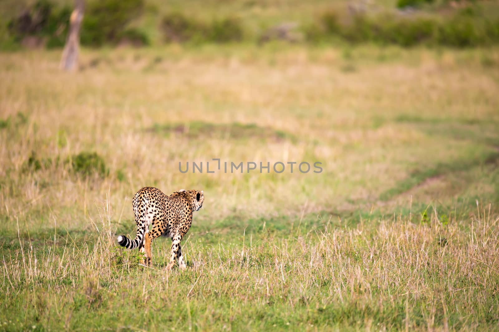 A cheetah walks between grass and bushes in the savannah of Kenya