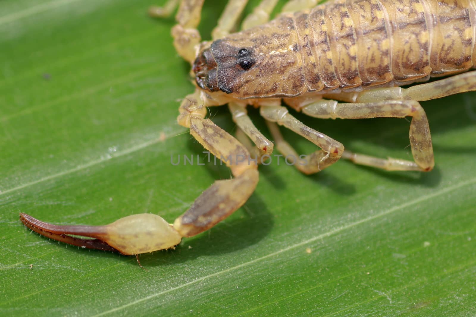 A scorpion pincer pedipalp up close. Leiurus hebraeus, the Hebrew deathstalker or Israeli yellow scorpion by Sanatana2008