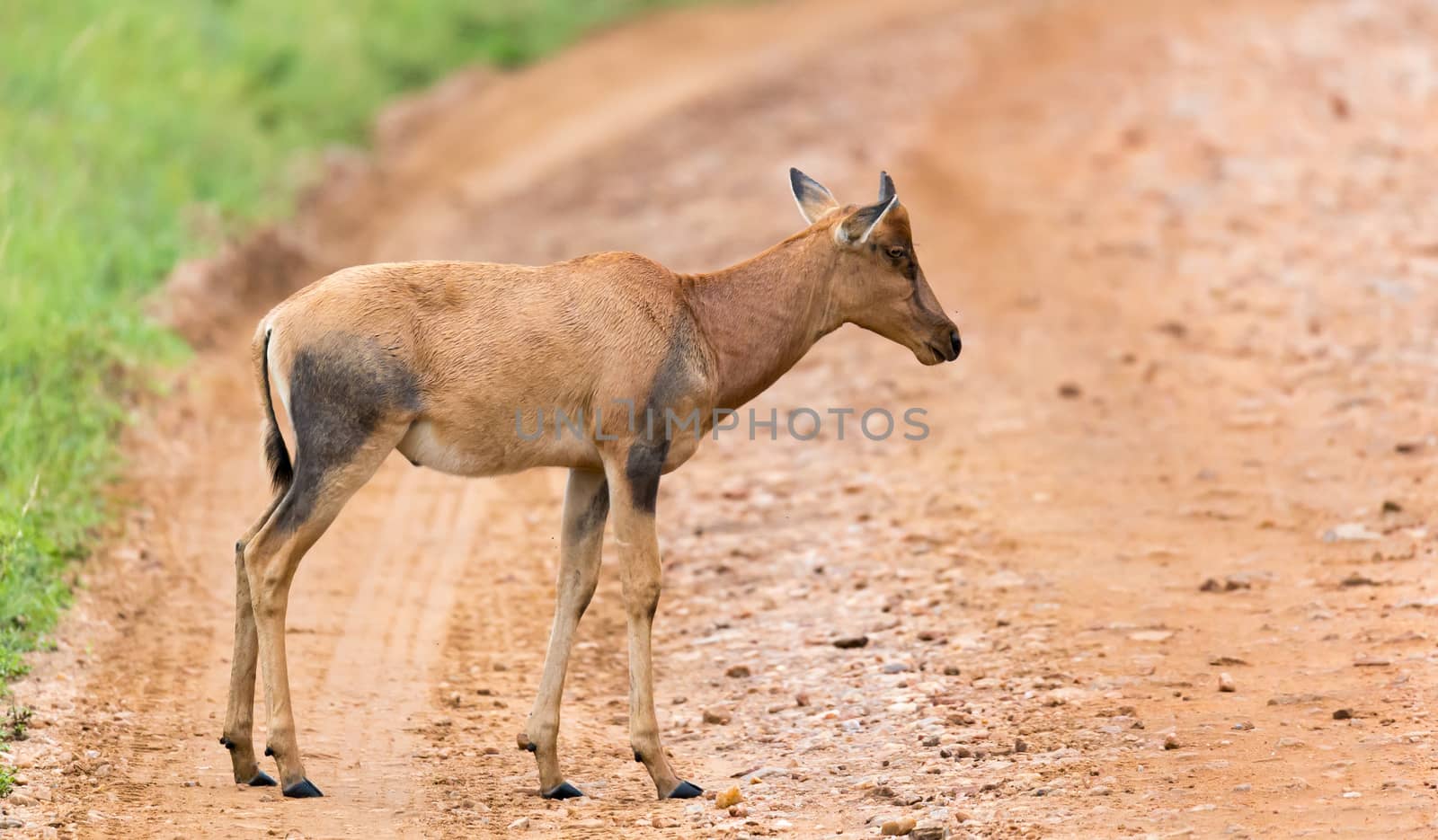 A Topi Gazelle in the Kenyan savanna amidst a grassy landscape